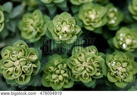 Rosetta Stonecrop, Or Sedum Rosetta. Close-up Photo Of Its Small Green Leaves.