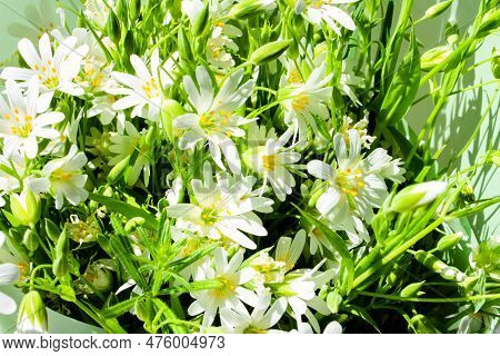 Background With Small White Flowers. Background. Stellaria Palustris. Rabelera Holostea