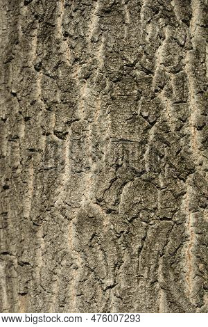 Boxelder Maple Tree Brown Textured Bark Detail