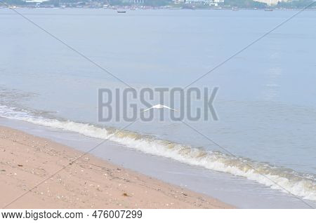 Heron, Bittern Or Egret Or Pelecaniformes On The Beach Or Sea Background Or Beach Background