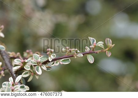 Swedish Cotoneaster Juliette Branch With Flower Buds