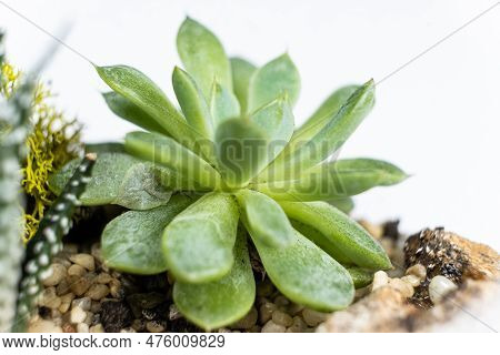 Pachyphytum Close-up On A White Background. Succulent Care