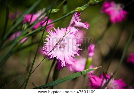 Dianthus rózsaszín virágok