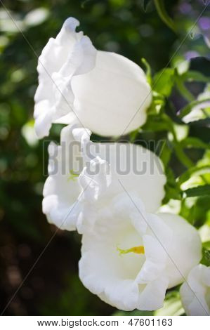 Sinos de Campanula no jardim