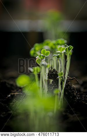 Small Young Green Rapini Or Turnips Seedlings Just Sprouted From Seeds Planted In Fertile Potting So