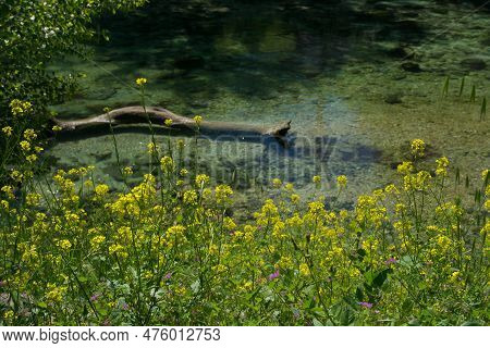 View Of Yellow Wild Flowers On The River Nera In Stifone, Umbria Region, Italy