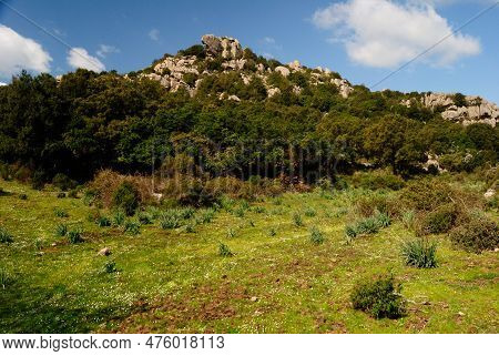 View Of The Forest Of Santa Degna