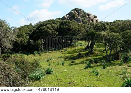 View Of The Forest Of Santa Degna