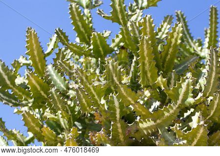 Branches Of A Mottled Spurge Bush, Euphorbia Lactea