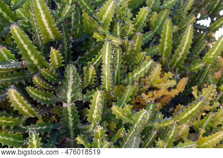Branches Of A Mottled Spurge Bush, Euphorbia Lactea