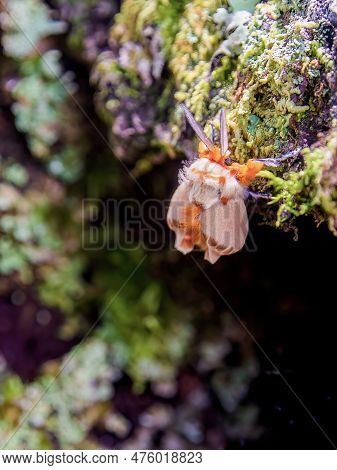 Macro Photography Of An Orange Moth Just After Ending Methamorphosis And Begining To Expand Its Wing