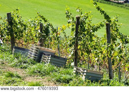 Menthon Saint Bernard, France - 17 September 2022: Wine Grapes During Harvest Are Picked Of The Plan