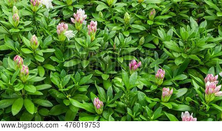 Light Pink Rhododendron Caucasicum On A Background Of Green Leaves