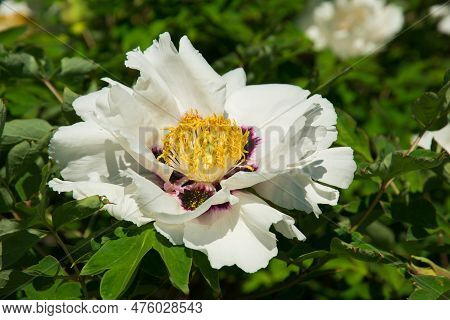 Macro Of Beautiful Paeonia Rockii 'fen Xiong Mao' In The Garden