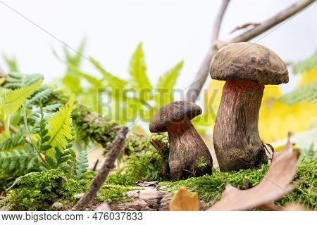 Edible Mushrooms Grow Among Moss