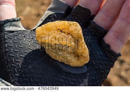 A Bright Yellow Layer Of Quartz Under The Sun's Rays Lies In The Hand, Rockhounding