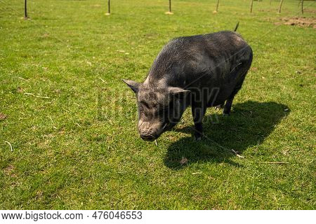 Adult Black Pig With Fangs On A Free Grazing.
