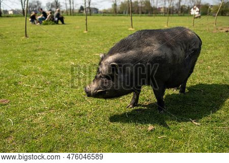 Adult Black Pig With Fangs On A Free Grazing.