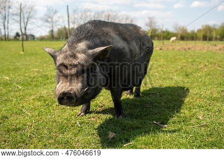 Adult Black Pig With Fangs On A Free Grazing.