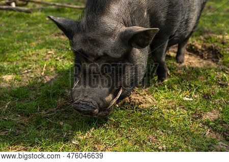 Adult Black Pig With Fangs On A Free Grazing.