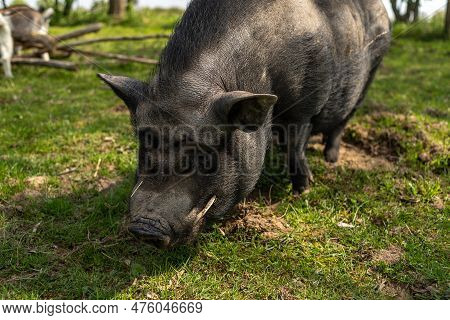 Adult Black Pig With Fangs On A Free Grazing.