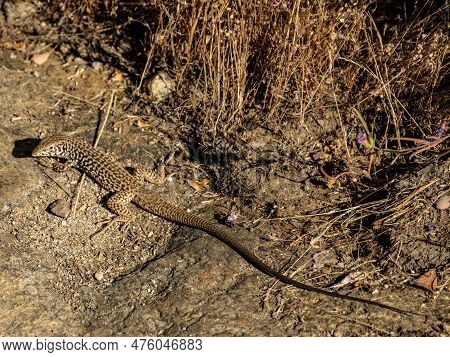 Long Tail Of A California Whip-tailed Lizard In Yosemite National Park