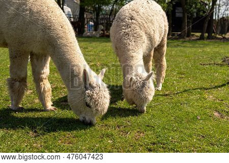 White Alpaca Free-range On A Farm, On Green Grass