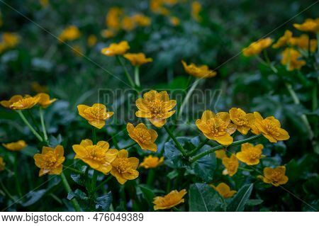 Wild Flowers In Rainy Day. Group Of Yellow Caltha Palustris Blooming With Green Leaves In Spring. Ma