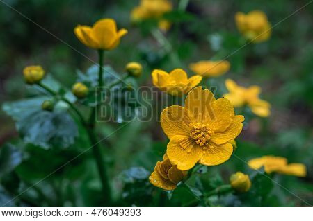 Wild Flowers In Rainy Day. Group Of Yellow Caltha Palustris Blooming With Green Leaves In Spring. Ma