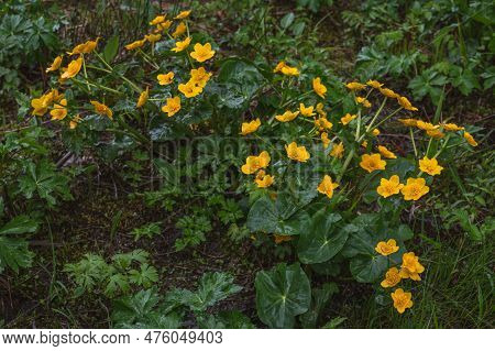 Wild Flowers In Rainy Day. Group Of Yellow Caltha Palustris Blooming With Green Leaves In Spring. Ma