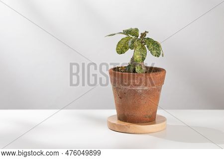 Dorstenia Foetida Variegata Or Dorstenia Plant On The Clay Pot.
