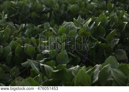 The Detailed View Showcases The Lake Adorned With Water Hyacinths