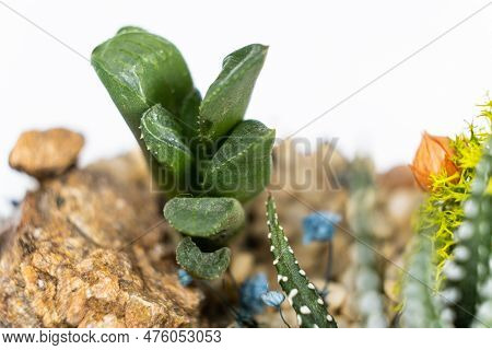 Pachyphytum Close-up On A White Background. Succulent Care