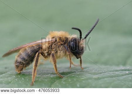 Detailed Closeup On A Male Female Grey-gastered Mining Bee, Andrena Tibialis Sitting On A Green Leaf