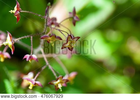 Flowers Of An Alpine Barrenwort, Epimedium Alpinum