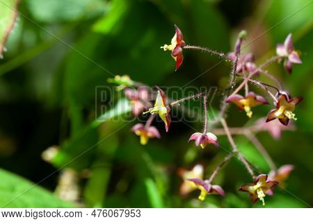 Alpine Barrenwort, Epimedium Alpinum