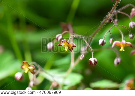 Alpine Barrenwort, Epimedium Alpinum