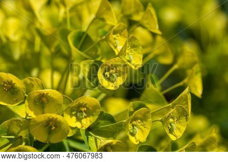 Macro Photo Of Mediterranean Spurge Flowers, Euphorbia Characias