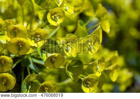 Macro Photo Of Mediterranean Spurge Flowers, Euphorbia Characias