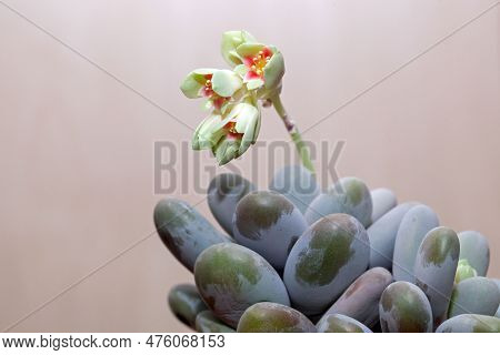 Leaves And Flowers Of A Moonstone Plant, Pachyphytum Oviferum