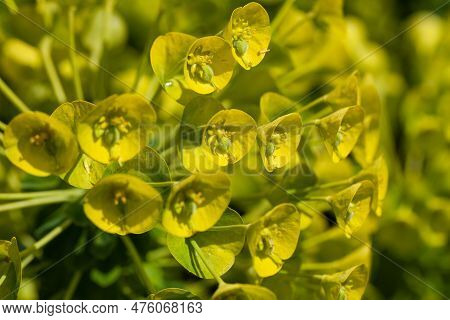 Mediterranean Spurge Flowers, Euphorbia Characias