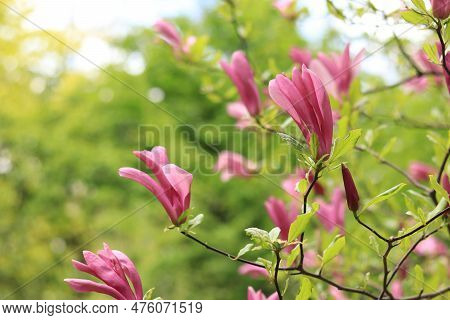 Large Pink Susan Magnolia Flowers. Flowering Shrub Or Tree. A Flower With Large Curled Petals