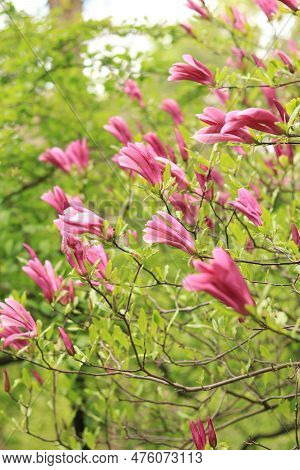 Large Pink Magnolia Flowers On A Blurred Background. Flowering Shrub Or Tree. Flowers With Large Cur