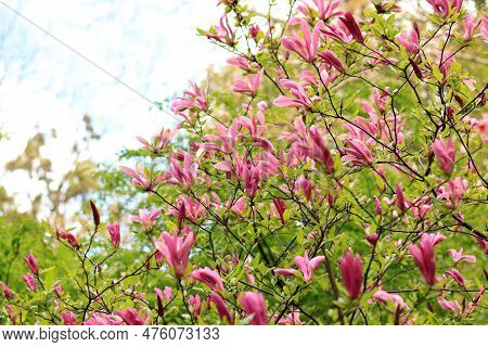 Large Pink Magnolia Flowers On A Blurred Background. Flowering Shrub Or Tree. Flowers With Large Cur
