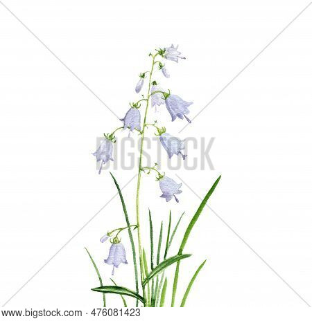 Watercolor Drawing Flowers Of Ladybells And Green Grass At White Background, Hand Drawn Illustration