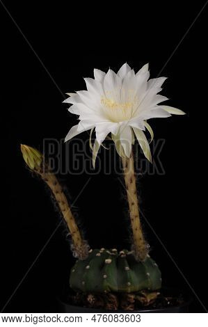 Echinopsis Subdenudata Cactus Flower (easter Lily Cactus) Can Take Up To Four Years To Produce Flowe
