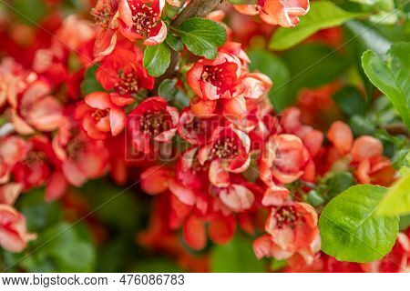 Flowers Of Japanese Quince. Chaenomeles Japonica Bush. Flowering Fruit Plant In The Garden. Red-pink
