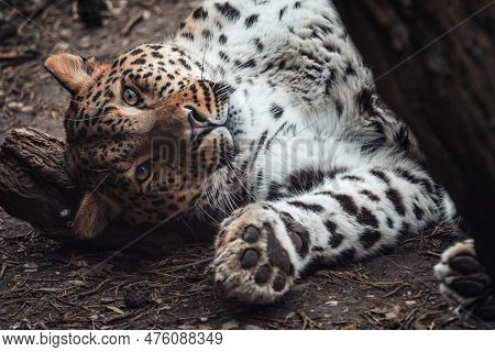 Persian Leopard, Panthera Pardus Saxicolor. Big Cat