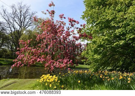 Portrait Of A Beautiful Japanese Flowering Crabapple Tree
