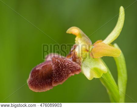 Closeup Of An Early Spider Orchid (ophrys Sphegodes) On A Sunny Day In Spring, Vienna (austria)